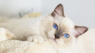 Sweet ragdoll young cat