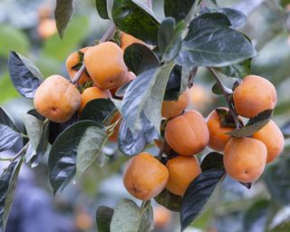 Persimmon fruit tree