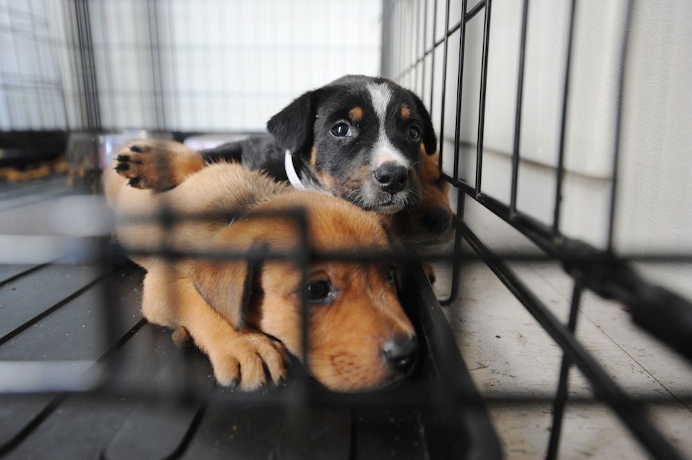 Dogs evacuated from Hurricane Ike-affected areas shelter at the Humane Society.