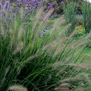 Pennisetum alopecuroides 'Hameln'