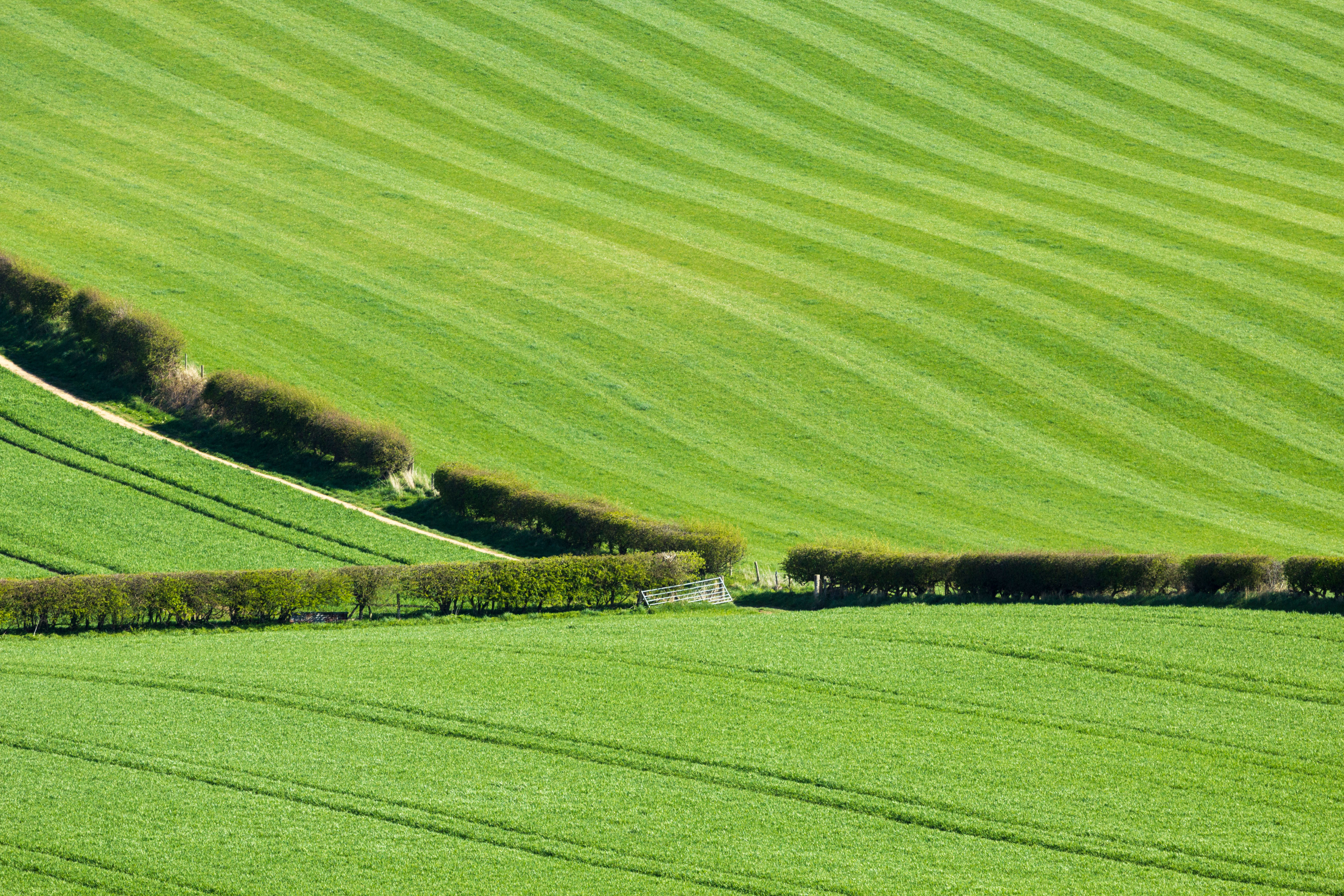 Hedges in a green field