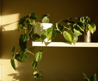 Philodendron in sun