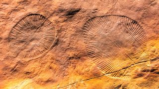 Two fossils in rocks showing round animals with ray-shaped patterns