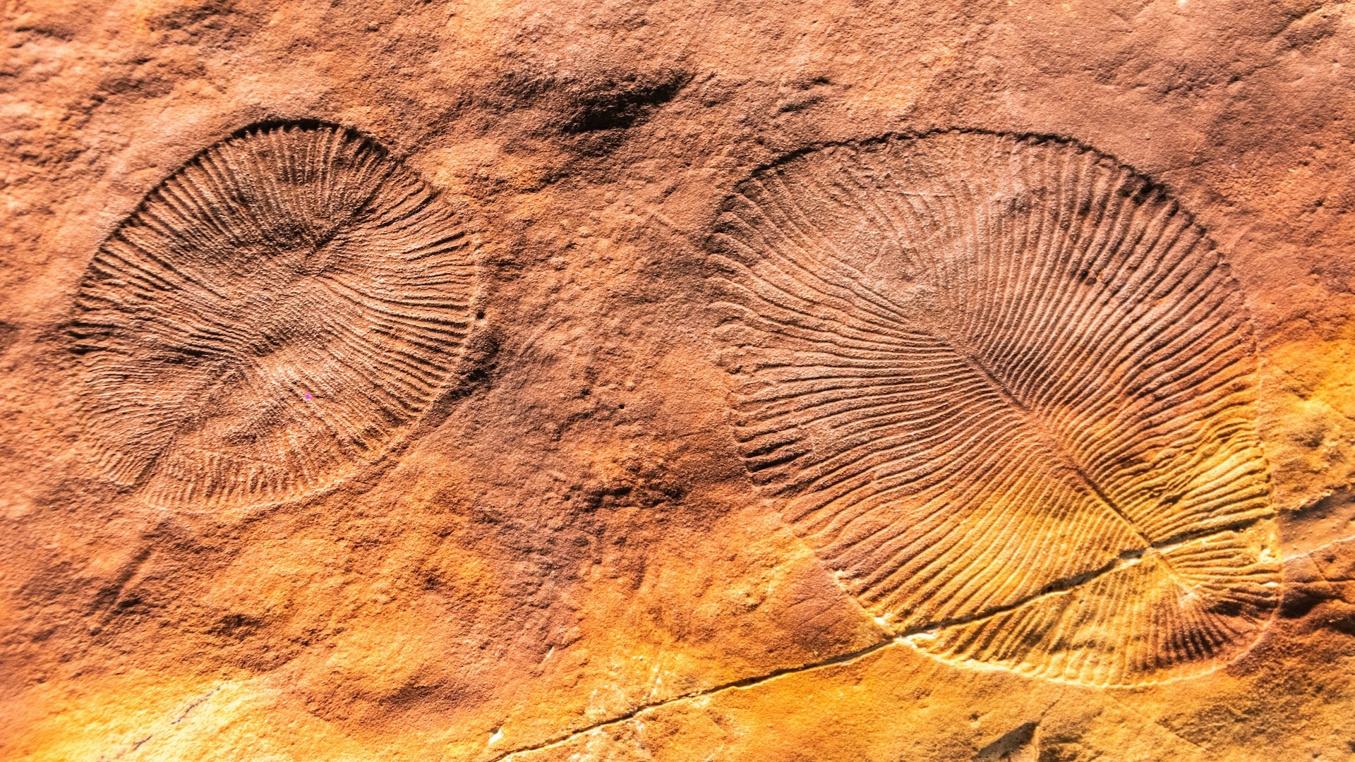 What Was The First Animal On Earth Live Science