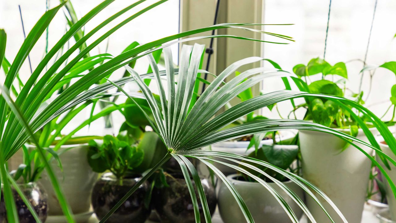 houseplants in window