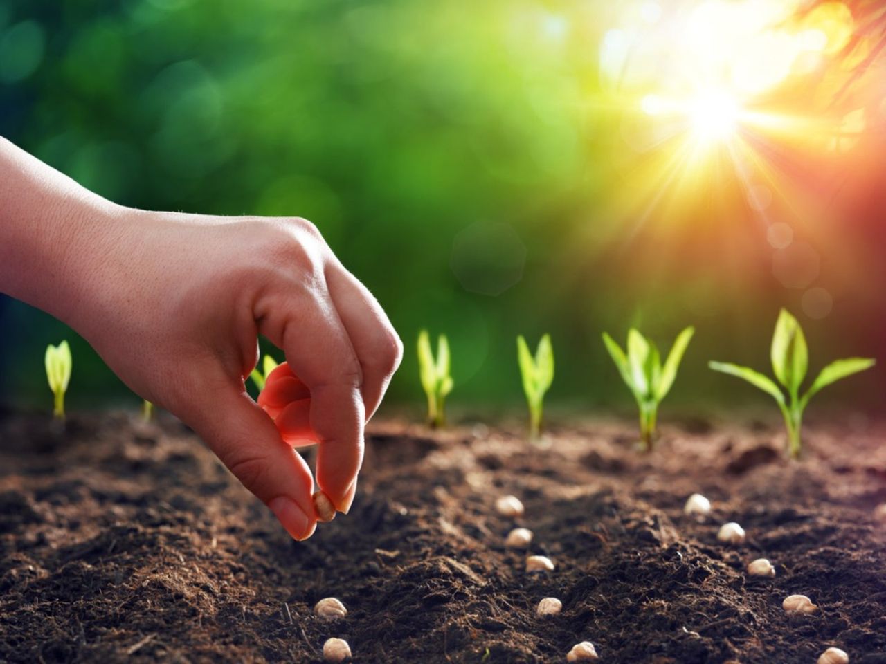 Seeds Being Placed Using The Biointensive Planting Method