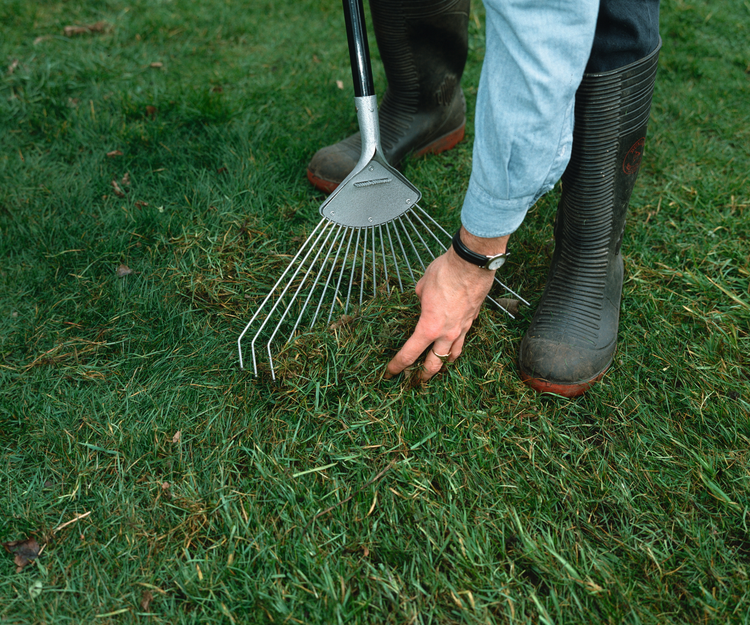 A gardener is removing thatch from a lawn with a spring-tine rake
