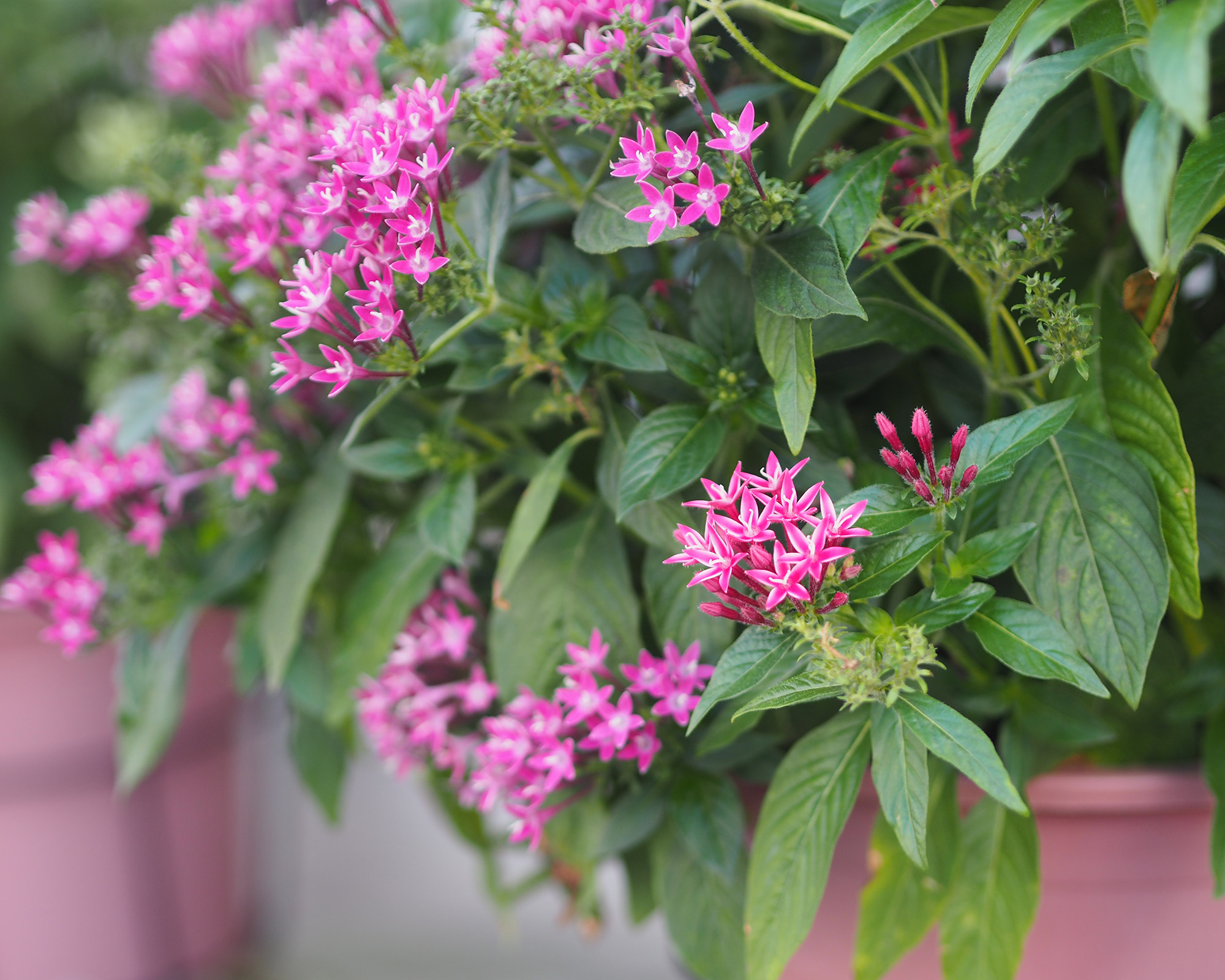 Pentas lanceolata pink flowers species of flowering plant in the madder family