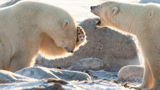 Two polar bears, one with its mouth wide open and another with its paw on its head