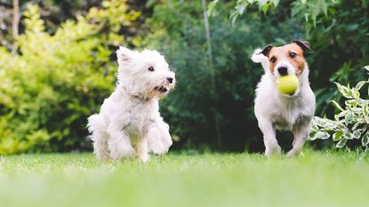 two dogs playing with a tennis ball on a lawn