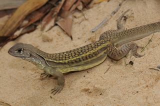 Self-cloning lizard (Leiolepis ngovantrii) Cambodia