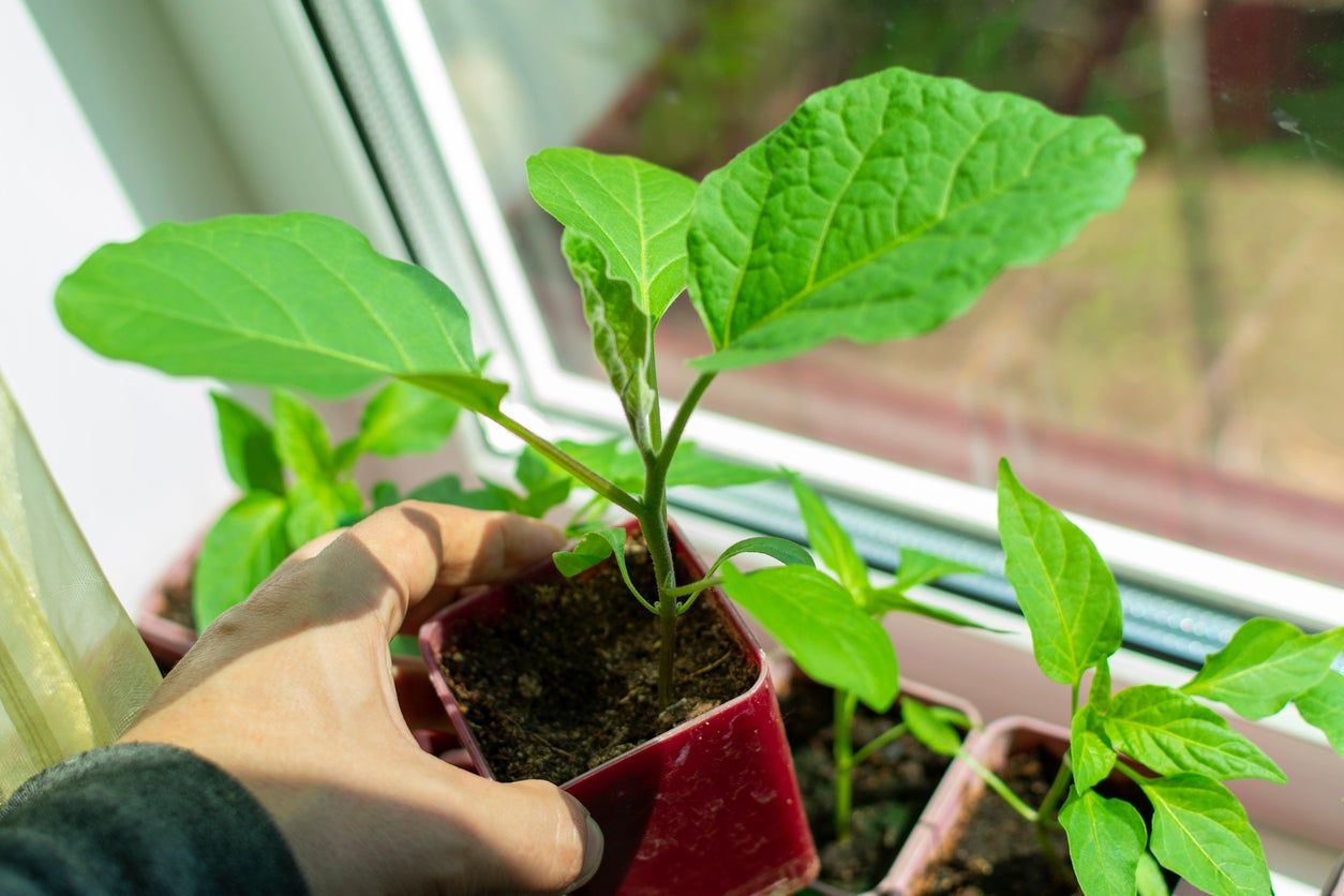 Indoor Individually Potted Eggplants