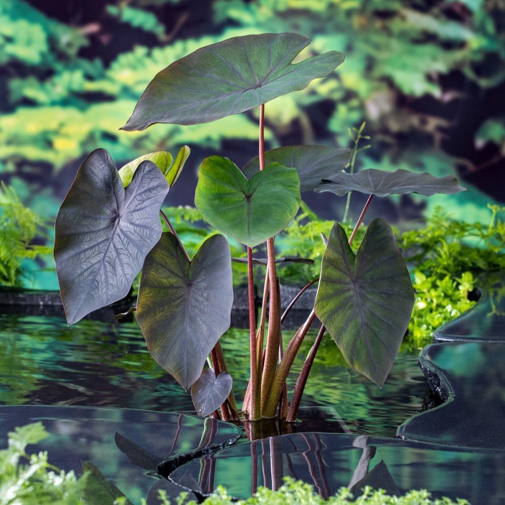 Colocasia Rubra &amp;lsquo;black Magic&amp;rsquo; | Giant Black Elephant Ear Plant | Tropical Water Garden &amp;amp; Bog Plant | Dramatic Foliage for Containers &amp;amp; Exotic Displays 9cm Pot X1 by Thompson &amp;amp; Morga