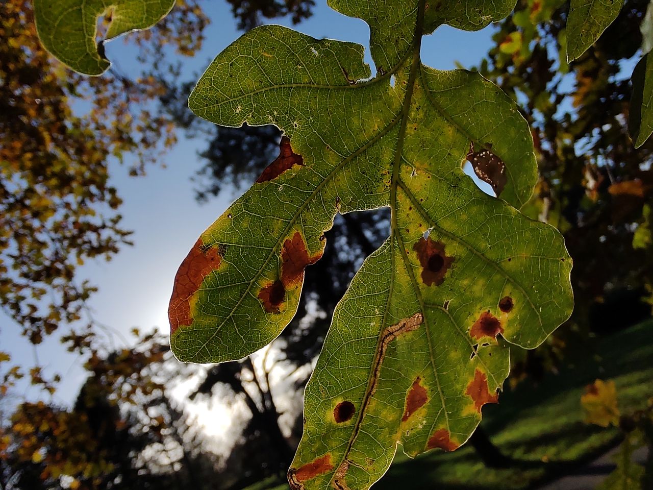 A Motorola Edge 20 camera sample
