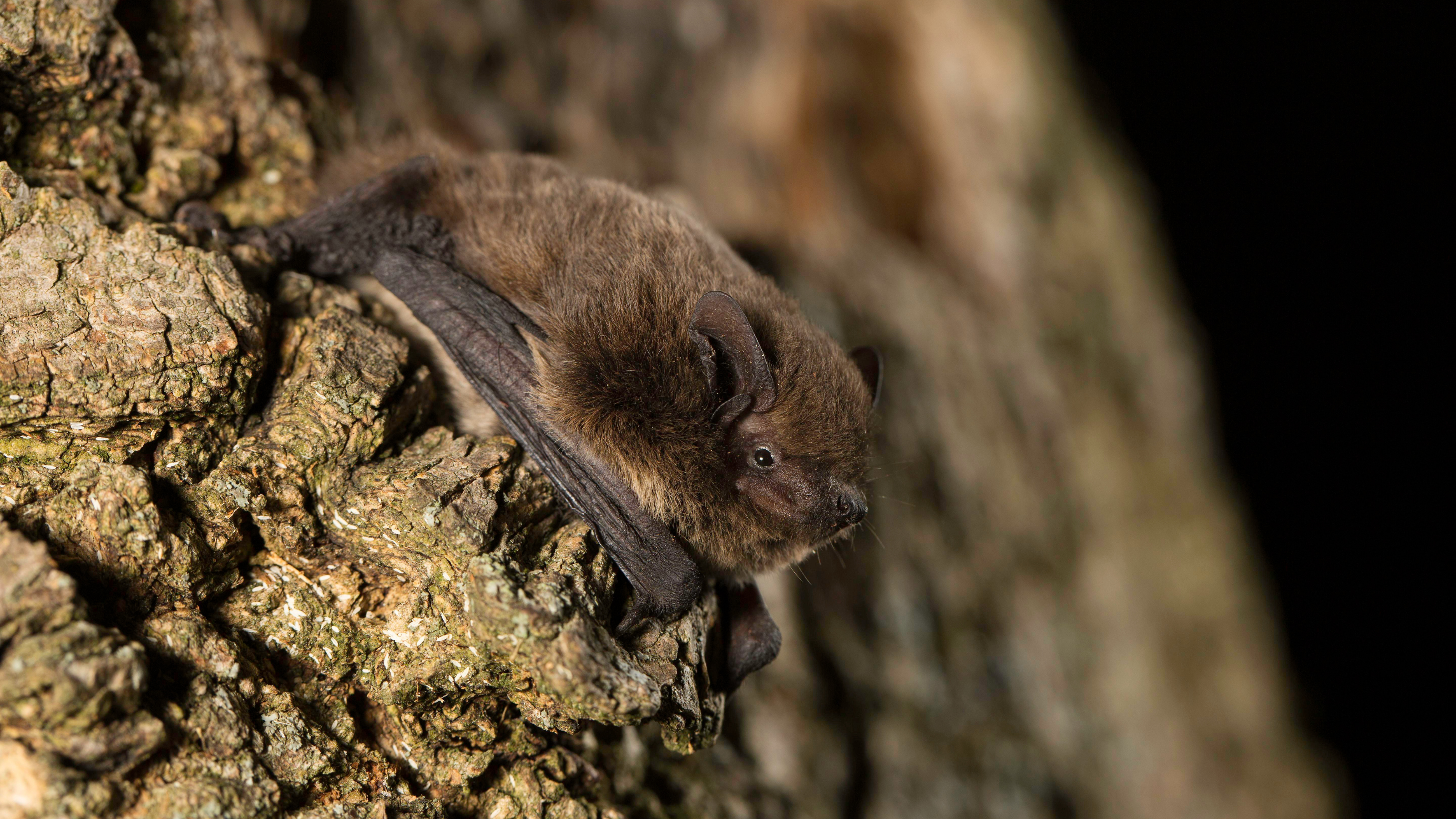 Bat on tree trunk.
