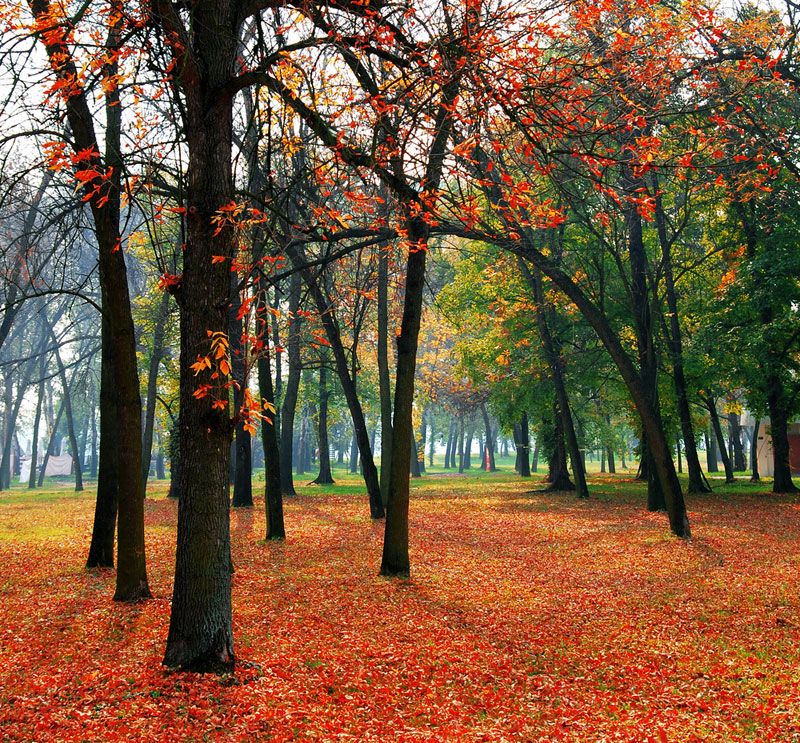 The colorful foliage of autumn 