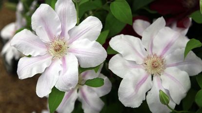 clematis &#039;Chantilly&#039; flowers