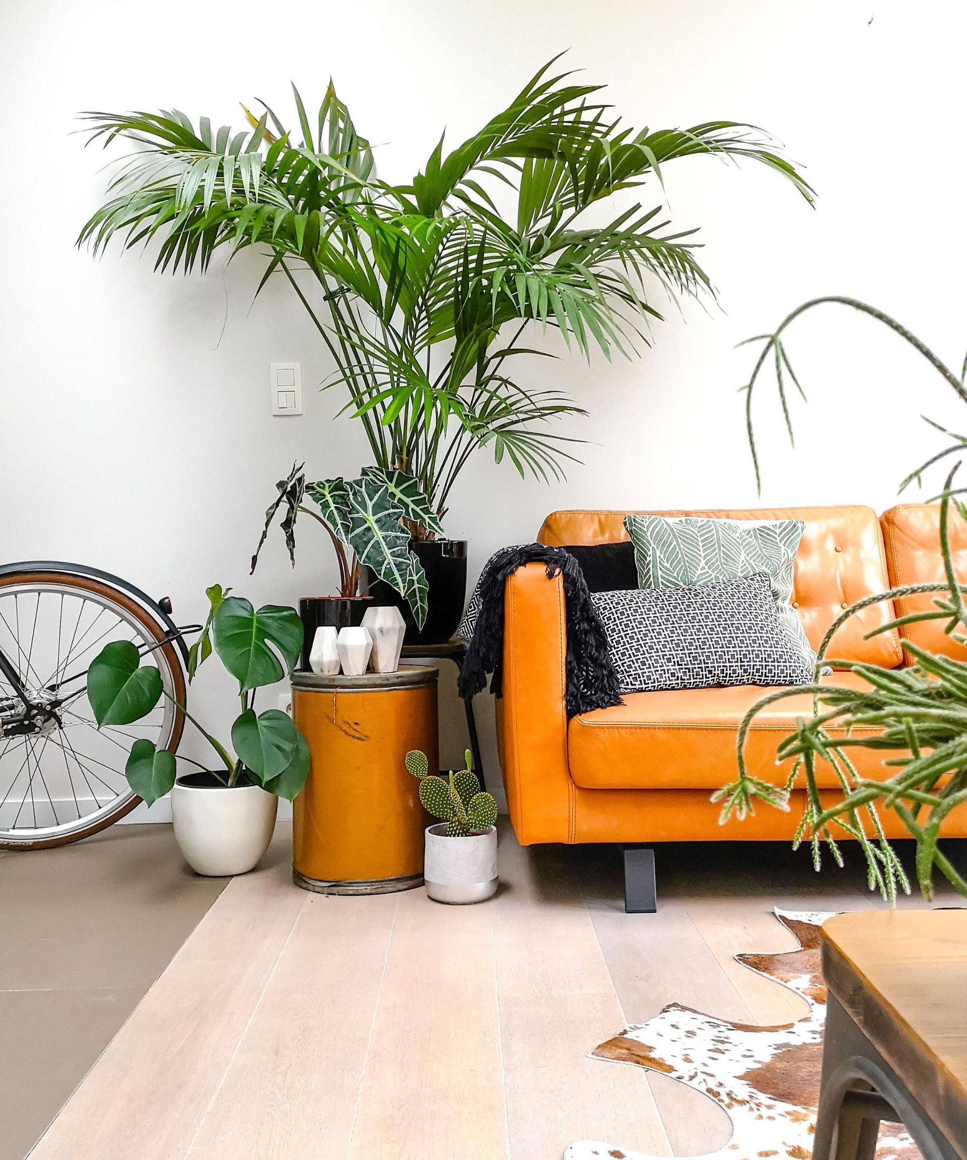 Kentia palm next to sofa