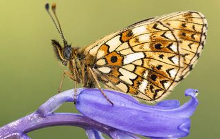 Small pearl-bordered fritillary butterfly