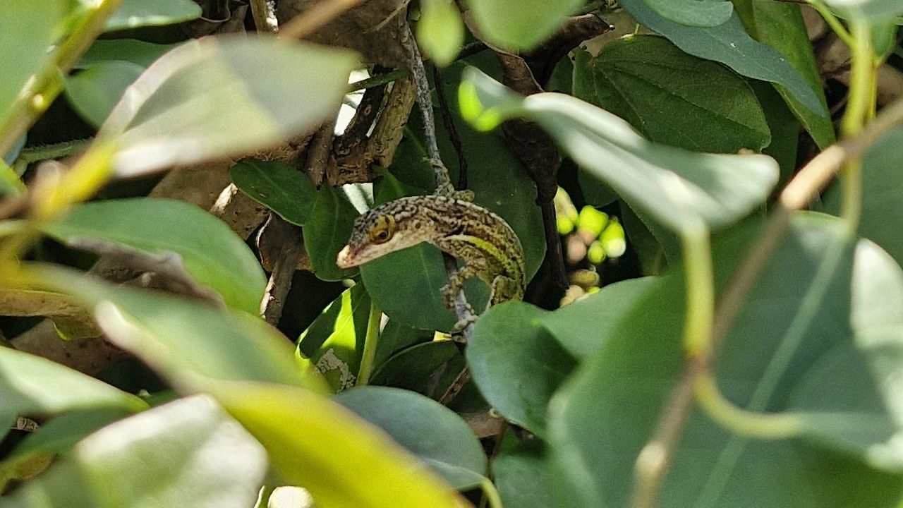 Samsung Galaxy S23 FE camera sample