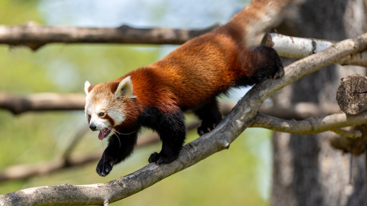 red panda walking across tree branches
