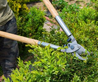 pruning a hedge