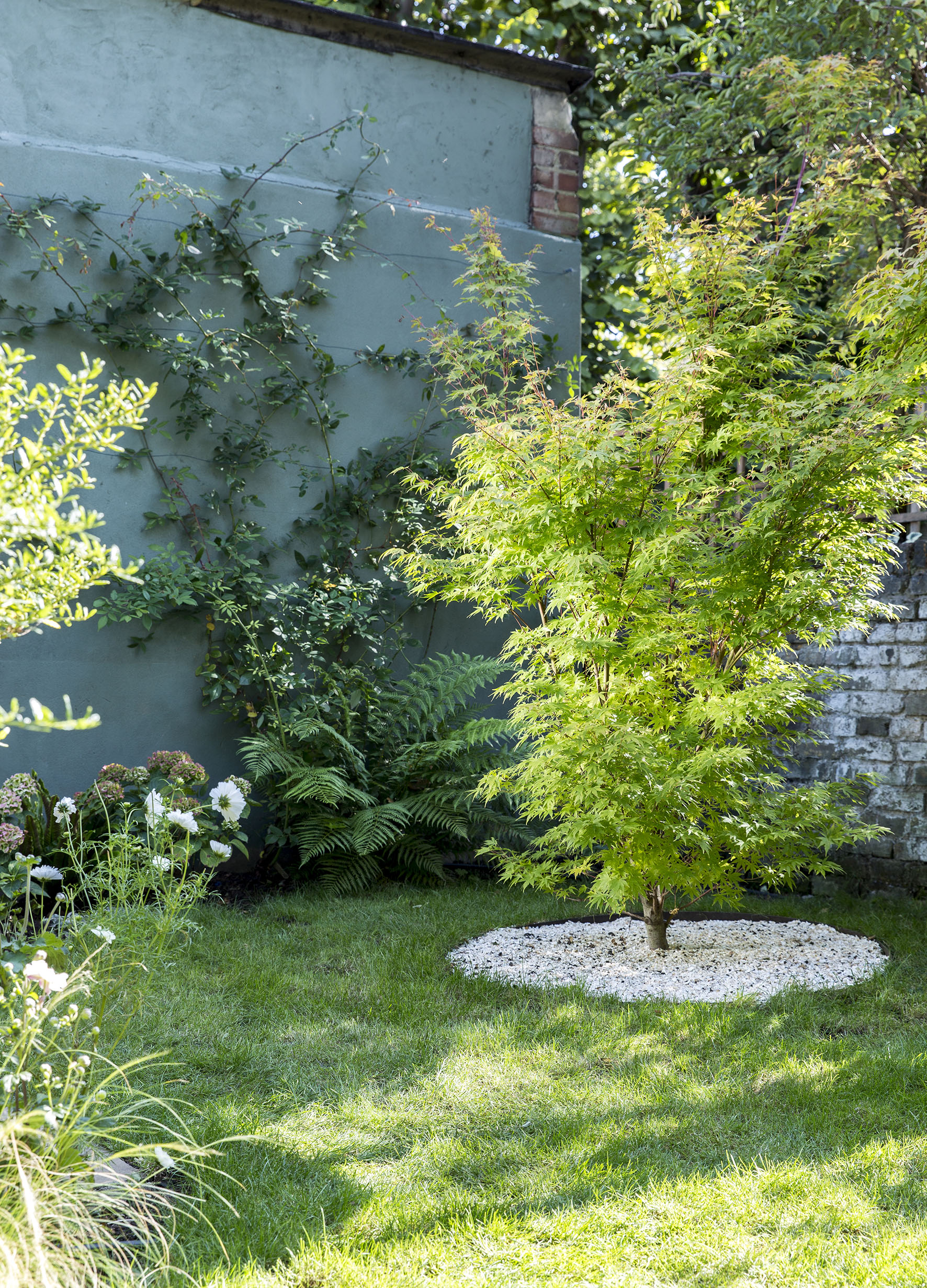 Small garden with a statement tree