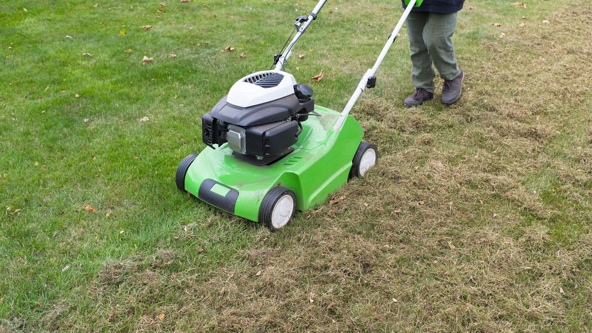 Best time to mow a lawn? We explain the optimal time to get the mower out