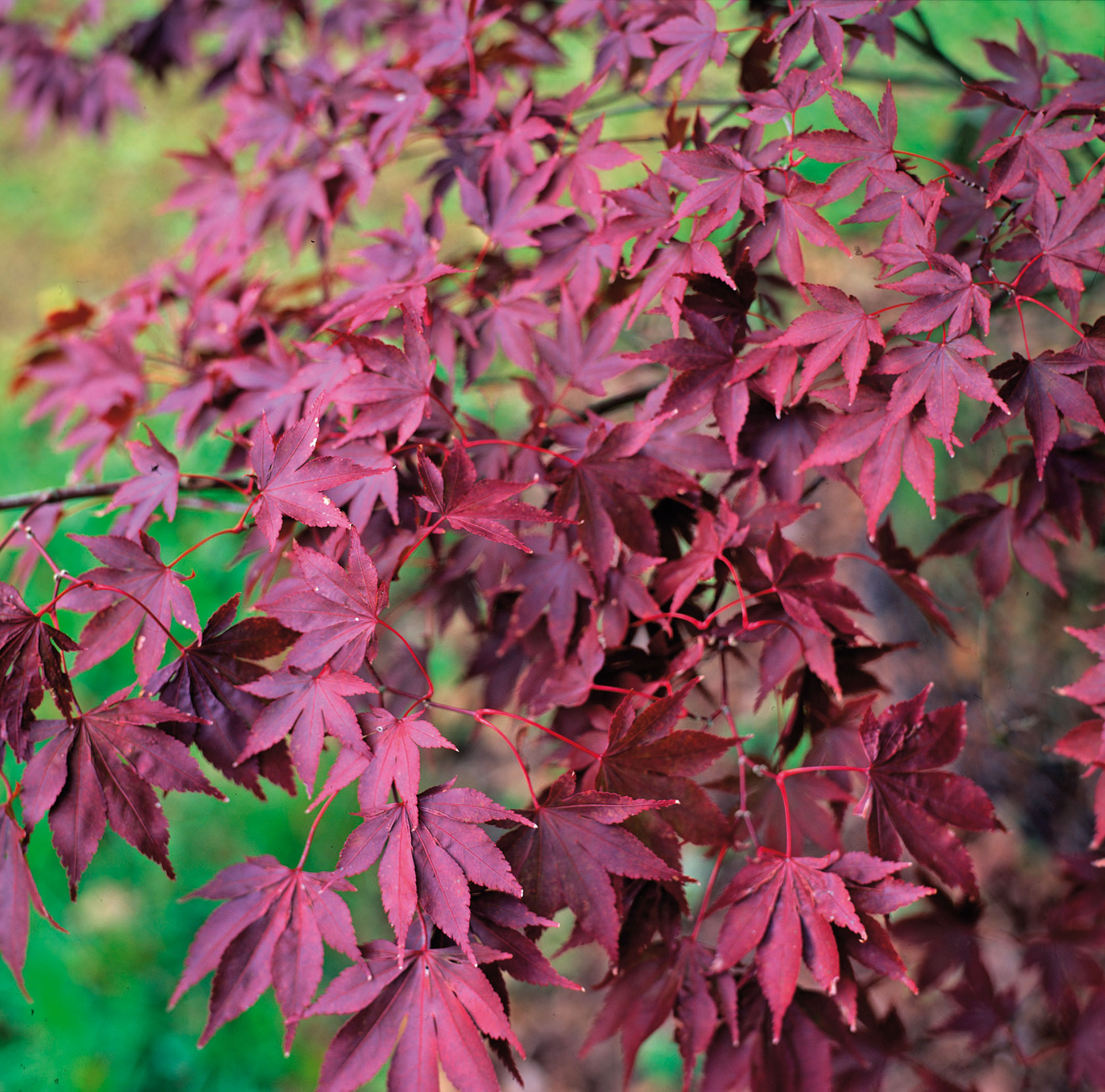 acer palmatum fireglow