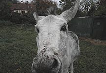dickie-donkey.JPG