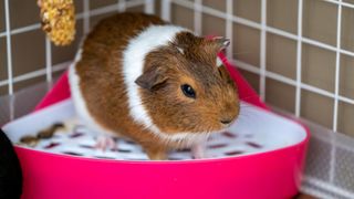 Guinea pig in litter tray