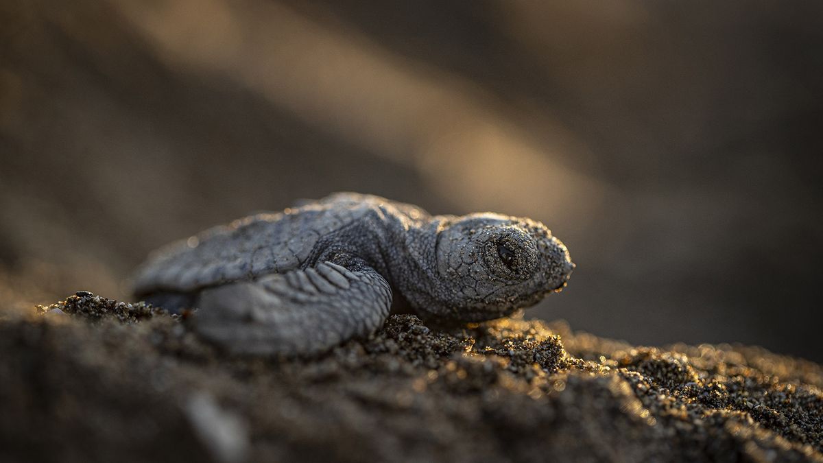 Newly hatched sea turtle crawls under moonlight to the water along a beach.