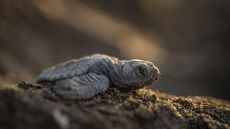 Newly hatched sea turtle crawls under moonlight to the water along a beach.