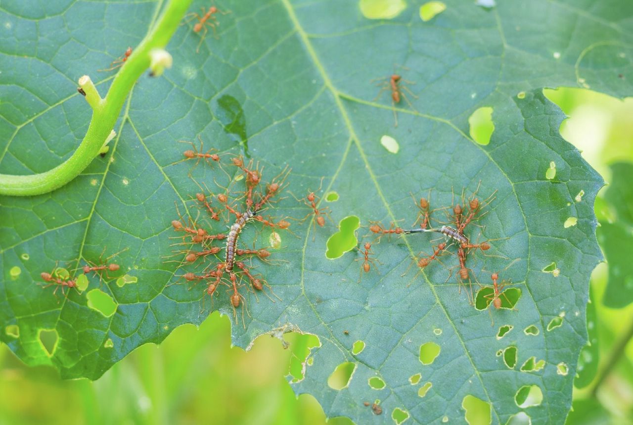 Insects On Zucchini Plant Leaves