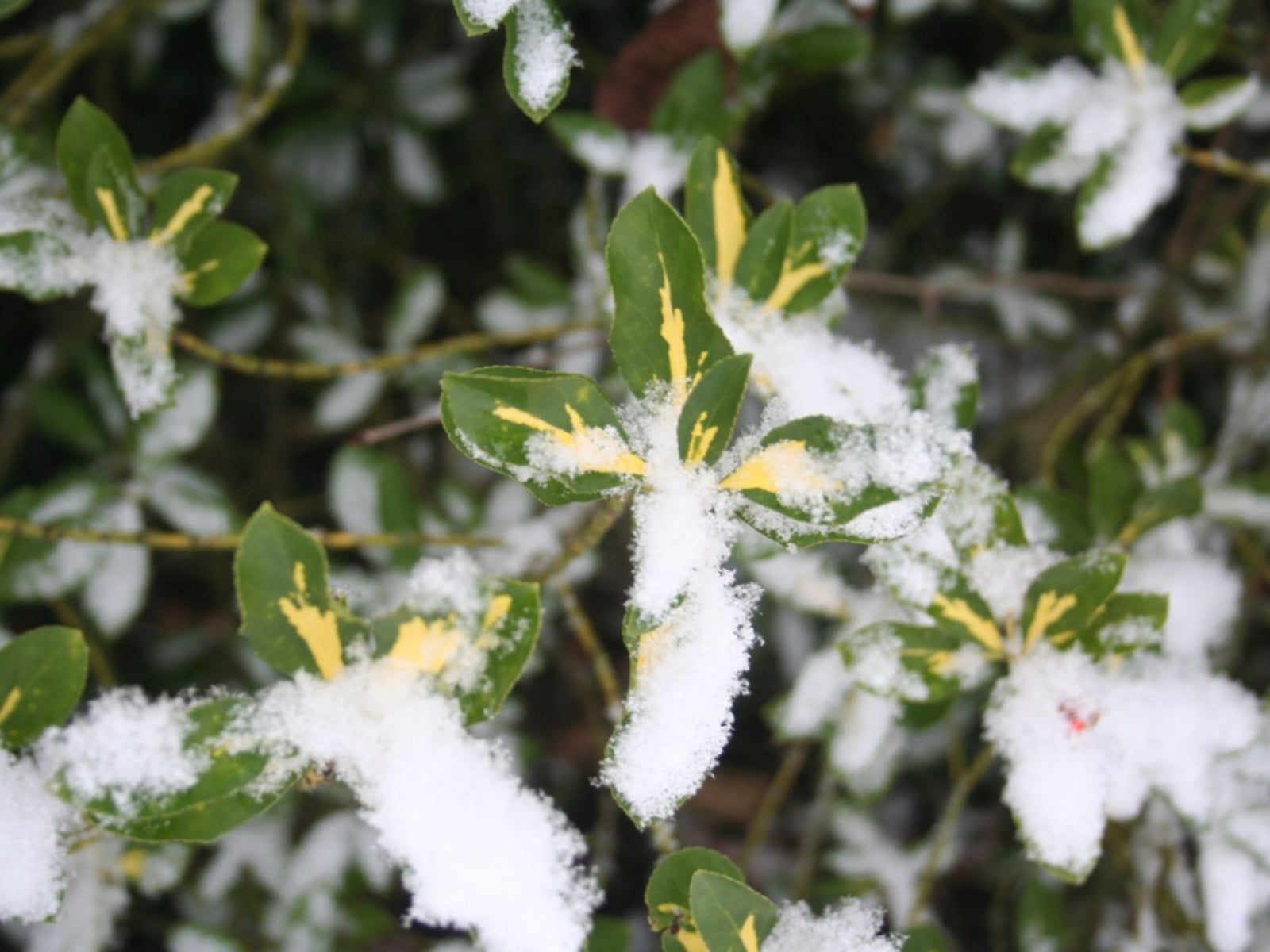 Winter Dessication Of Euonymus - How To Fix Winter Damage In Euonymus  Shrubs