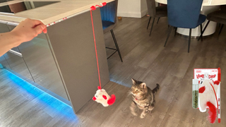 Chilli playing with Multipet's Lamb Chop Cat Wand w/ Refillable Catnip and a product image from the website