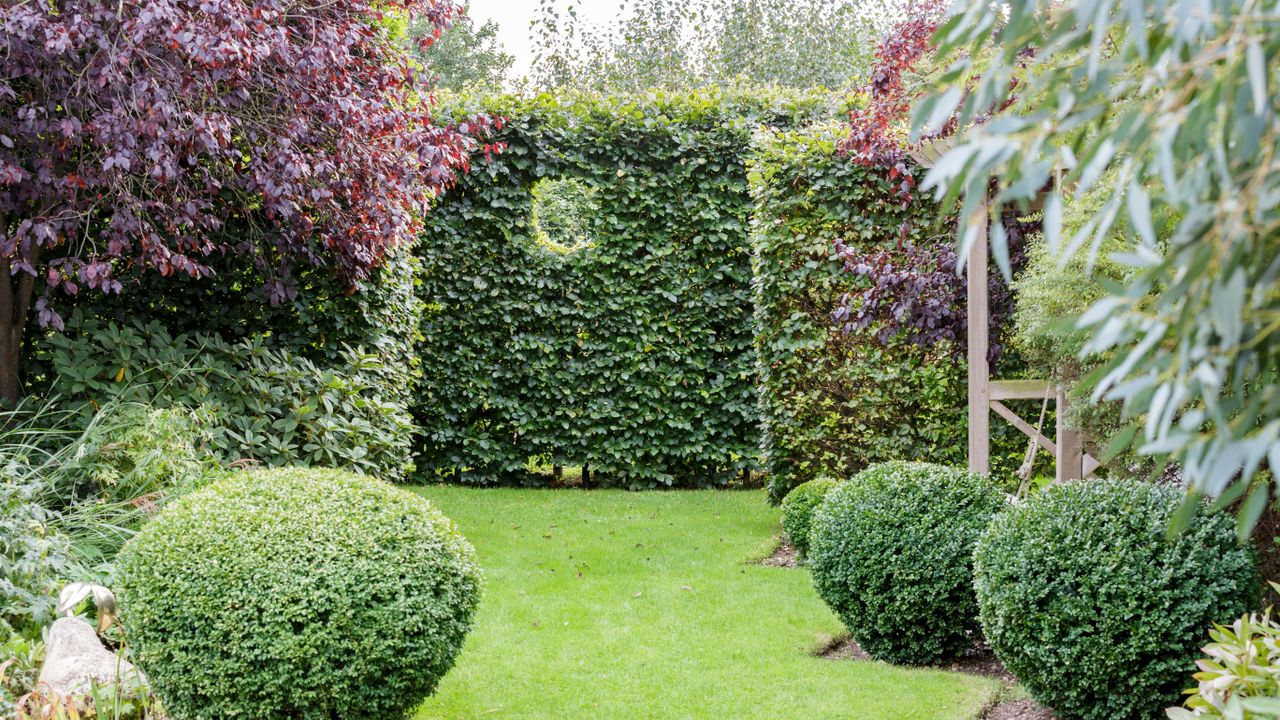 Narrow garden ideas with lawn and evergreen hedge