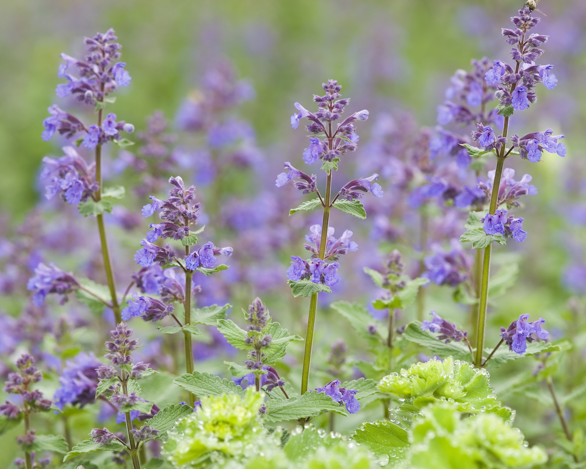 Purple flowers of catmint