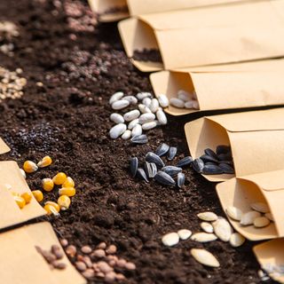 Seeds in brown envelopes