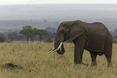 African elephant.