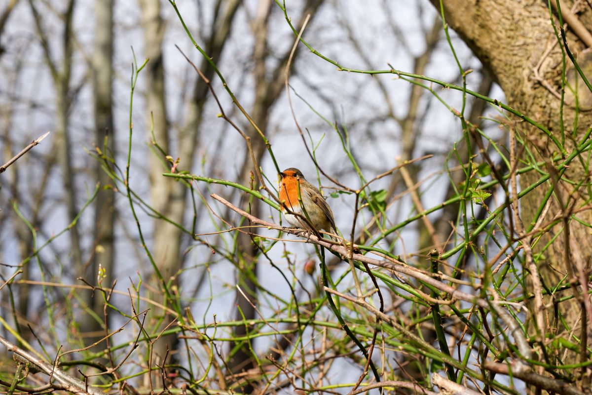 A photo of a robin, taken on a Sony A1 II mirrorless camera and with a Sony FE 28-70mm F2 GM lens