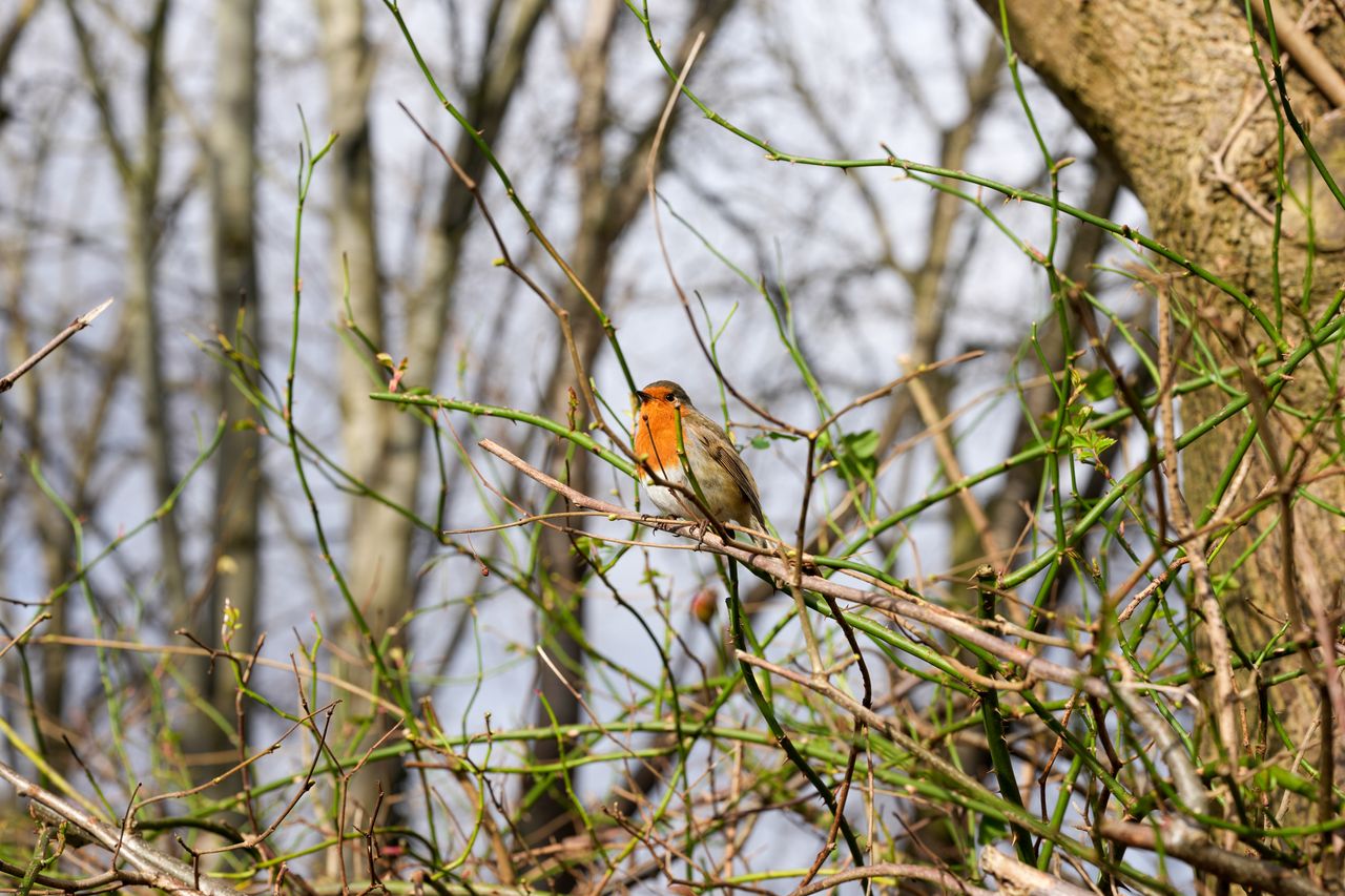 A photo of a robin, taken on a Sony A1 II mirrorless camera and with a Sony FE 28-70mm F2 GM lens