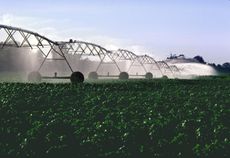 farming, phosphorous, health