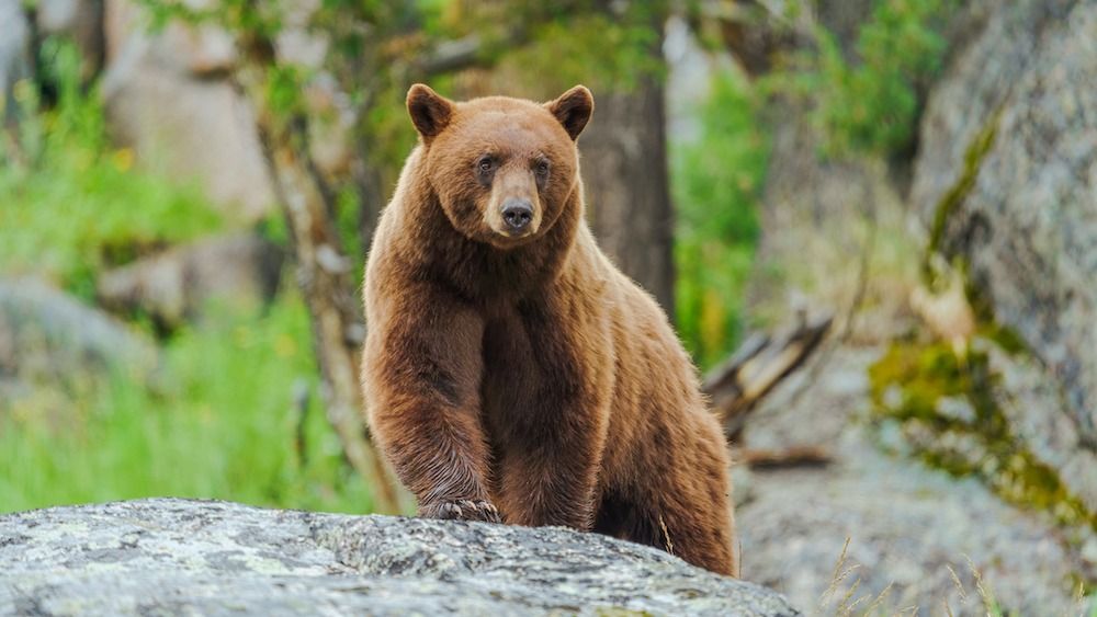 An American black bear stands on a rock.