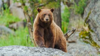 An American black bear stands on a rock.