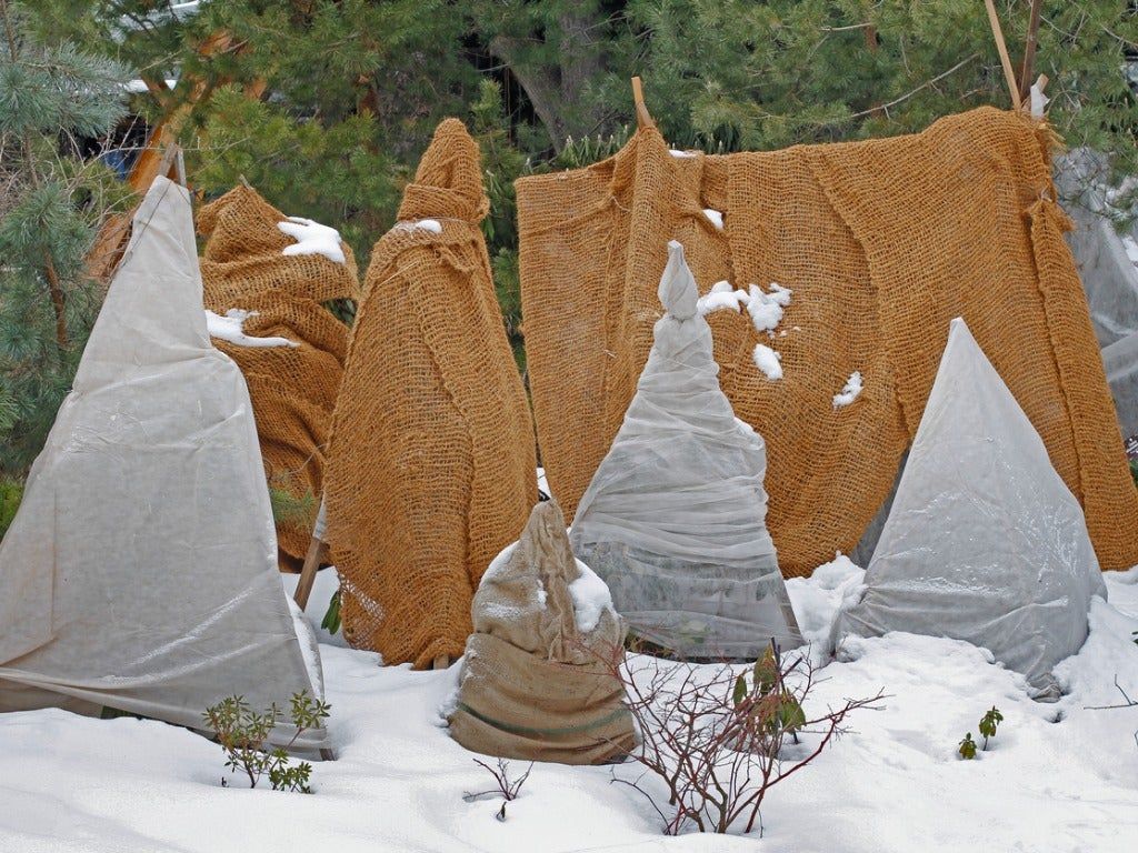 Garden Covered In Snow With Trees Covered For Protection