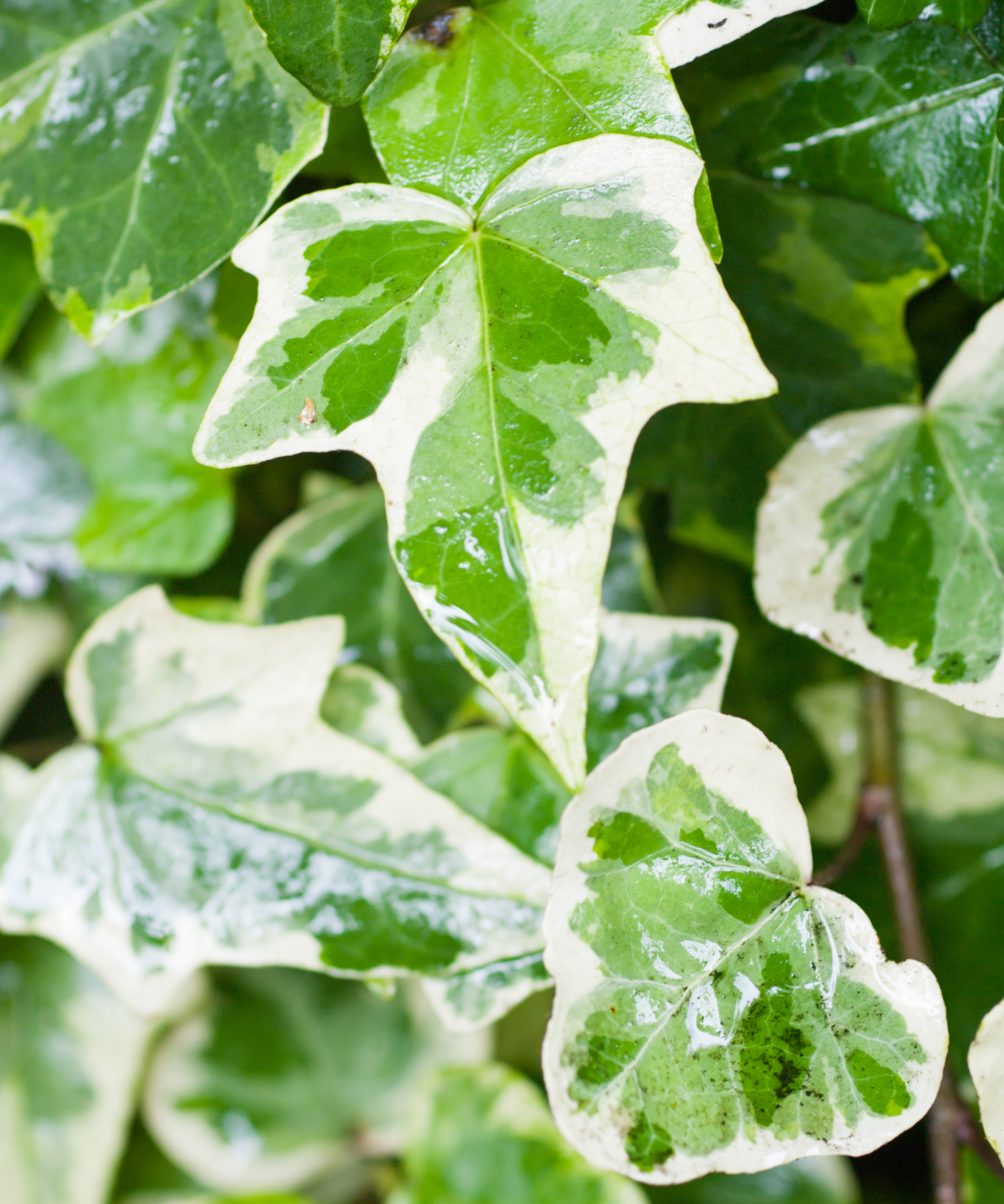 A vertical shot of hedera glacier ivy plant