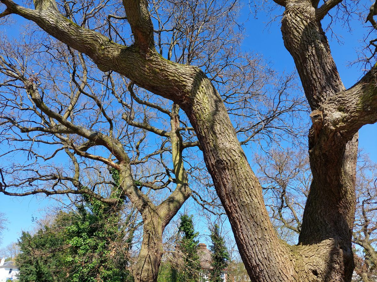 Samsung Galaxy A52 5G camera samples
