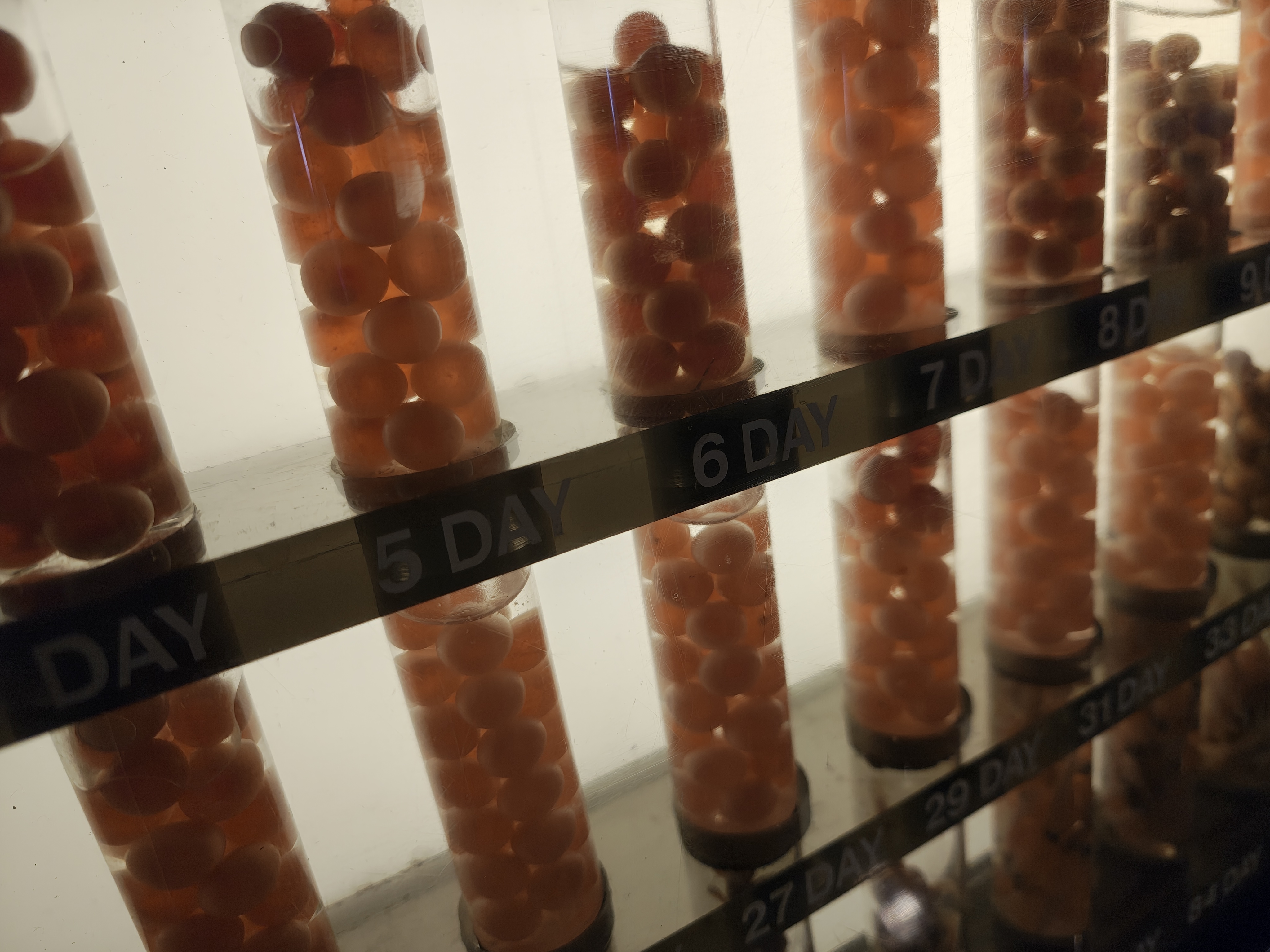 Fish eggs in tubes