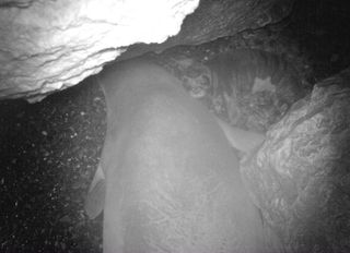 A Mediterranean monk seal and her pup captured on camera trap in one of the newly discovered breeding sites in 2017.